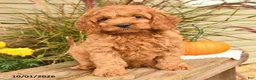 Cockapoo dogs for sale: Joey - Ad 3