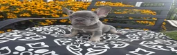 French Bulldog dogs for sale: French Bulldog 4 - Ad 6