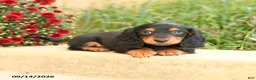 Miniature Dachshund dogs for sale: Felix - Ad 4