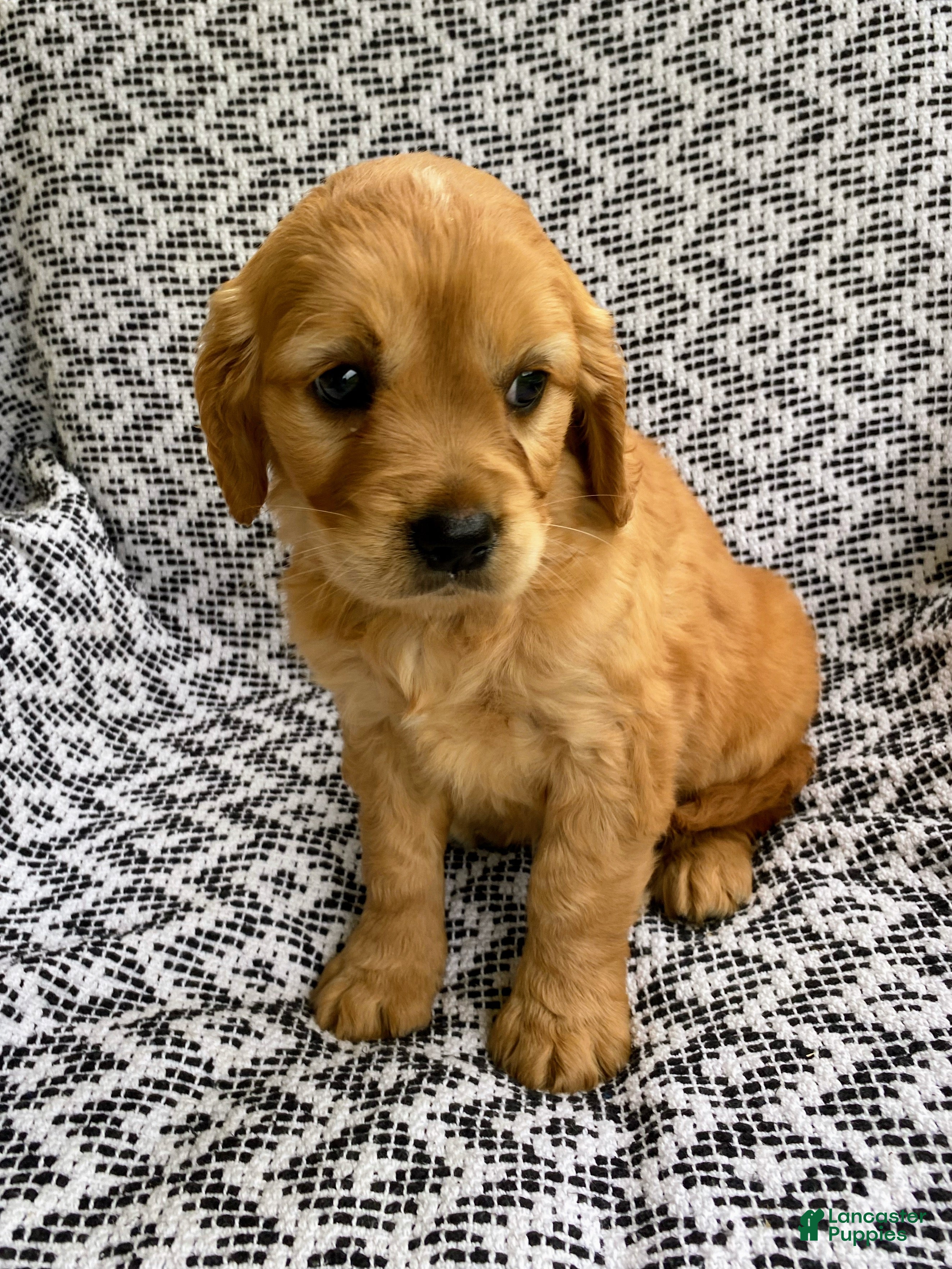 Miniature Golden Retriever dogs Maggie - Ad 1