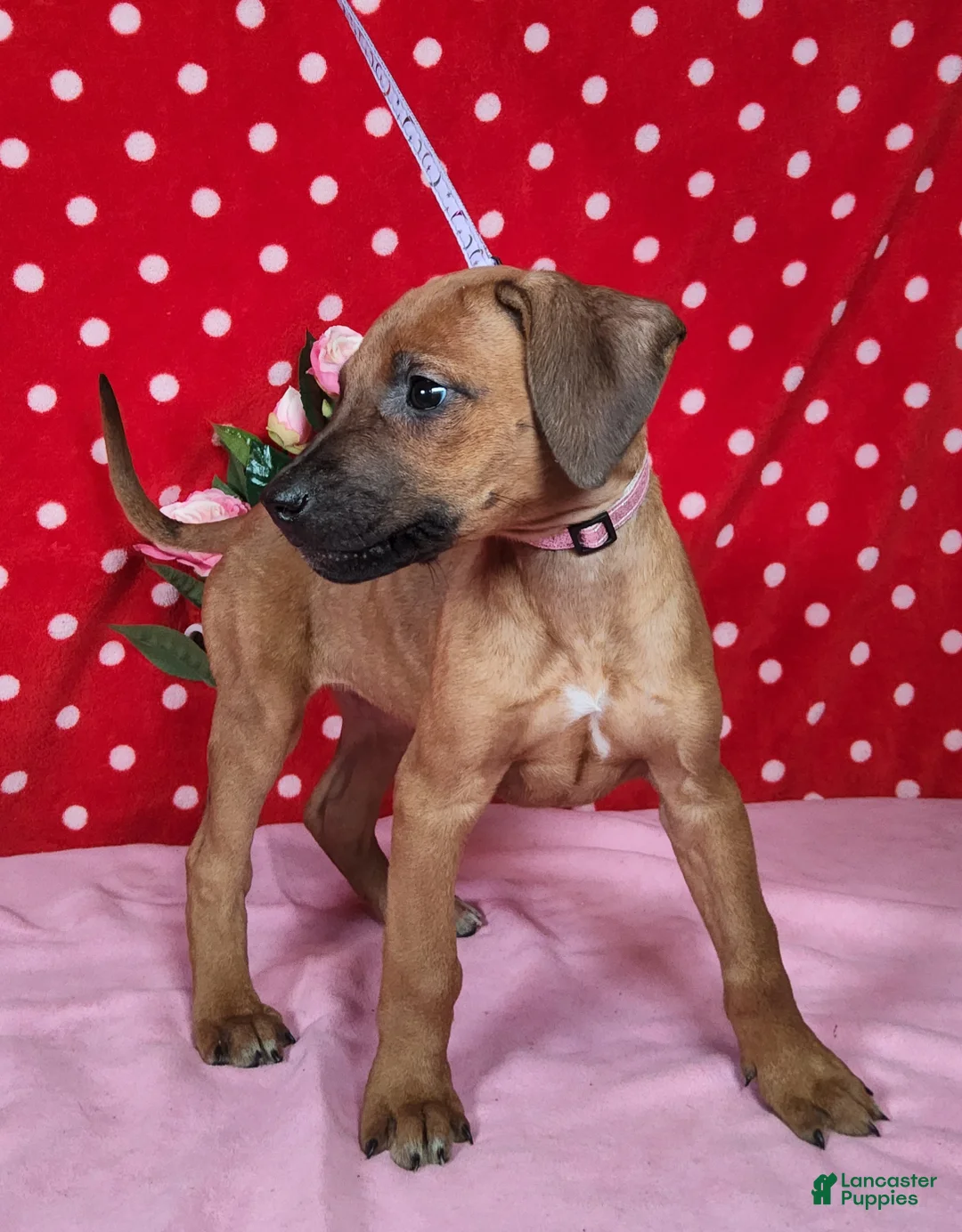 Rhodesian Ridgeback dogs for sale: Gracie - Ad 1