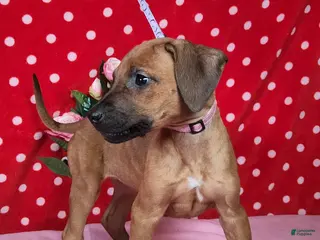 Rhodesian Ridgeback dogs Gracie - Ad 15