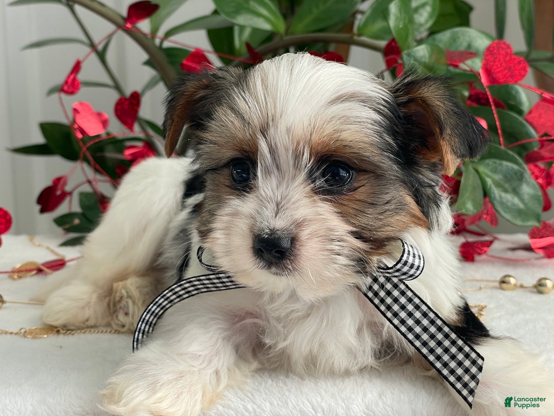 Biewer Terrier dogs for sale: Charlie - Ad 9