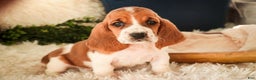 Basset Hound dogs for sale: Anya - Ad 5