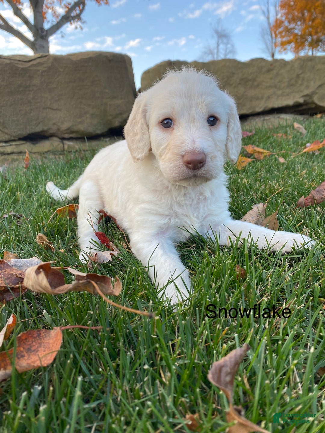 Labradoodle dogs for sale: Snowflake - Ad 14