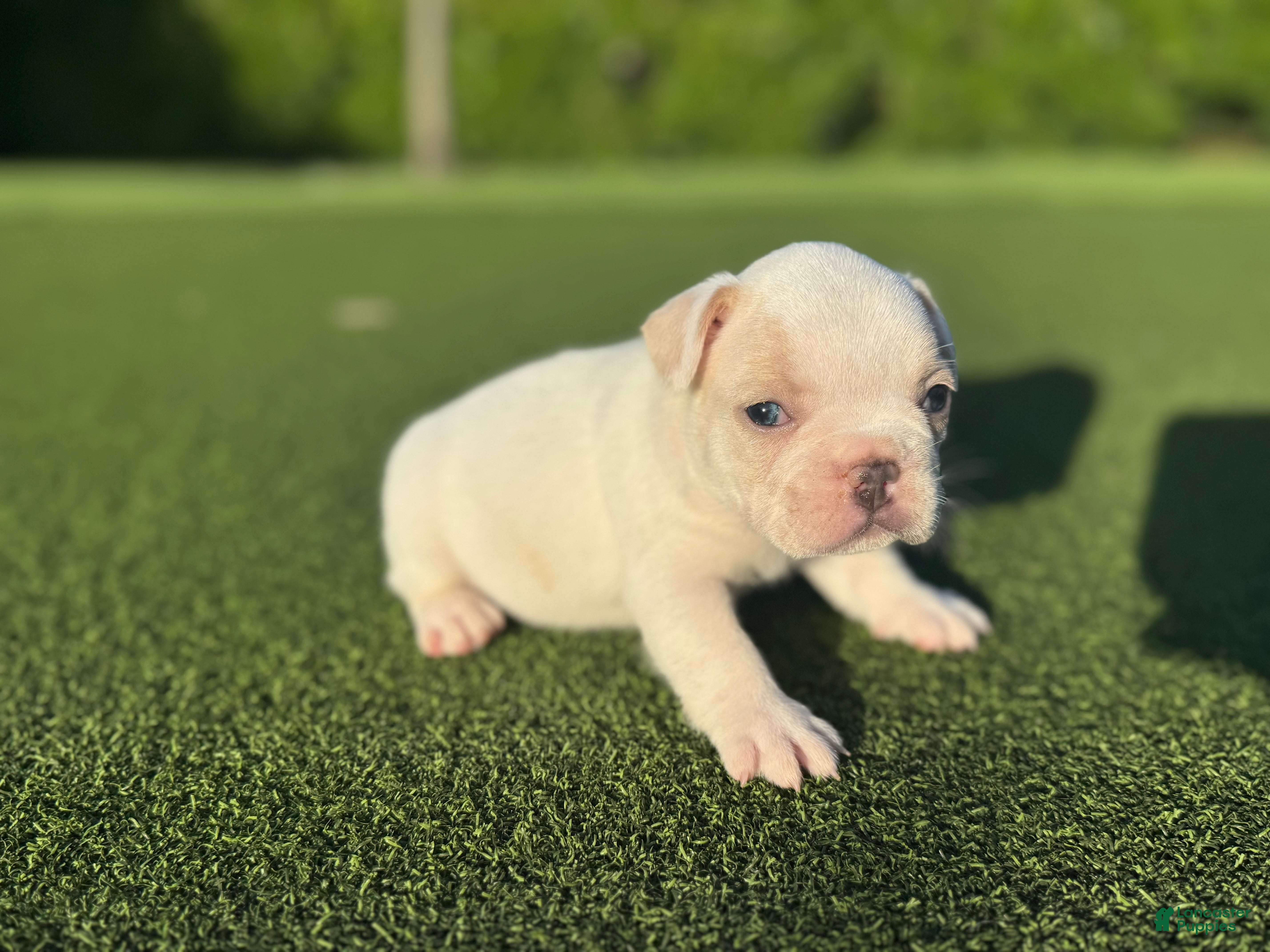French Bulldog dogs Lena - Ad 1