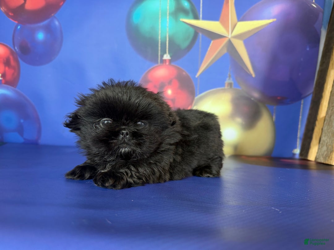 Pekingese dogs for sale: AKC DNA OFA Pablo - Ad 15