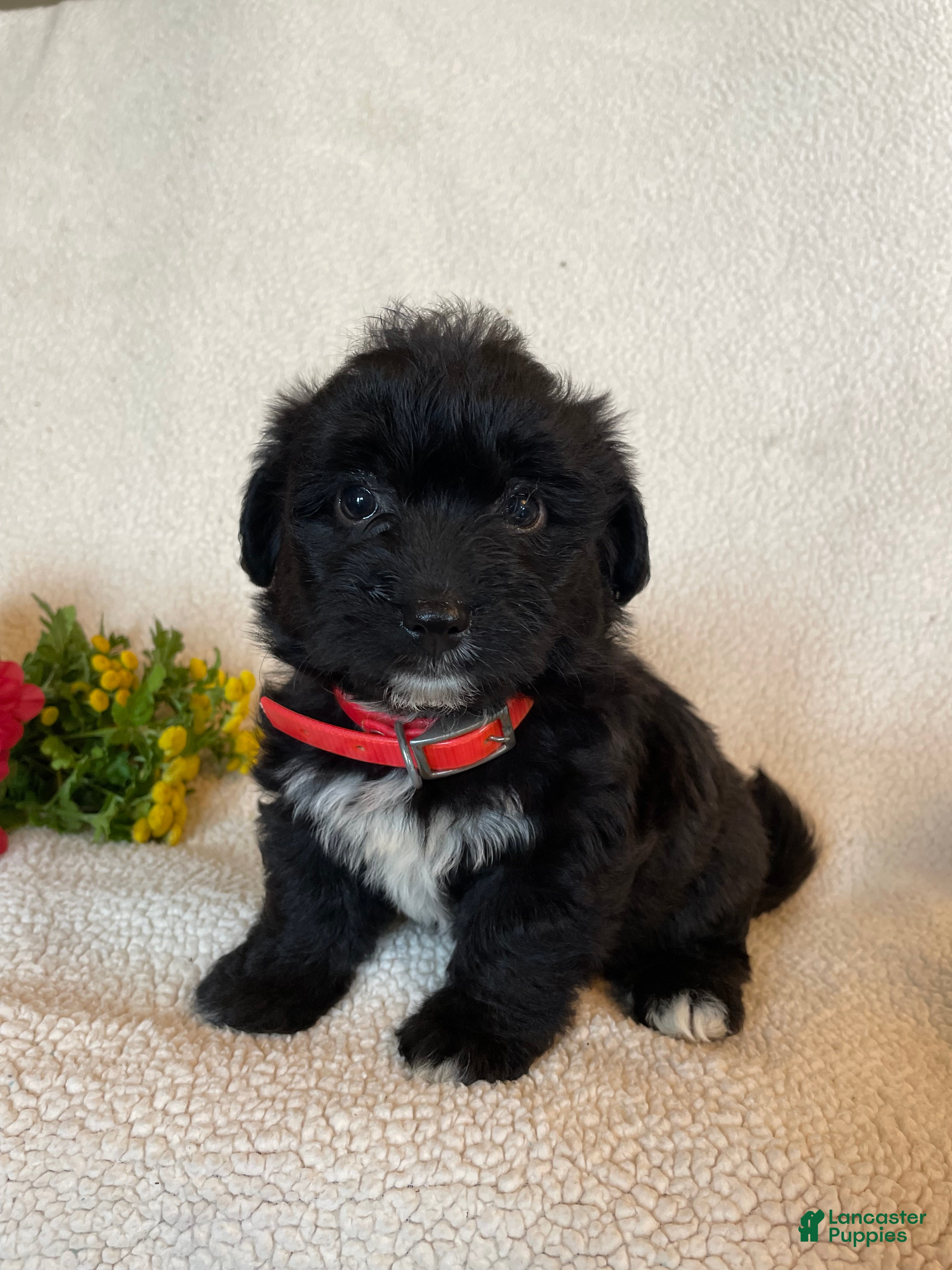 Corgipoo dogs Ellie - Ad 1