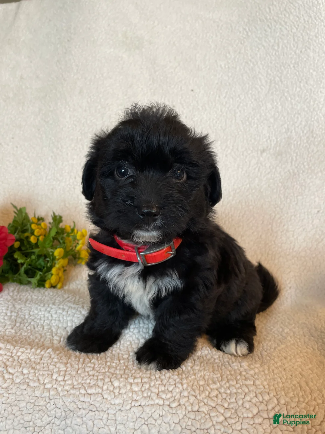 Corgipoo dogs for sale: Ellie - Ad 1