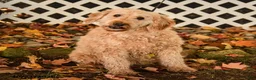 Mini Goldendoodle dogs for sale: Sheila - Ad 1