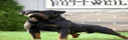 Rottweiler dogs for sale: Inter - Ad 2