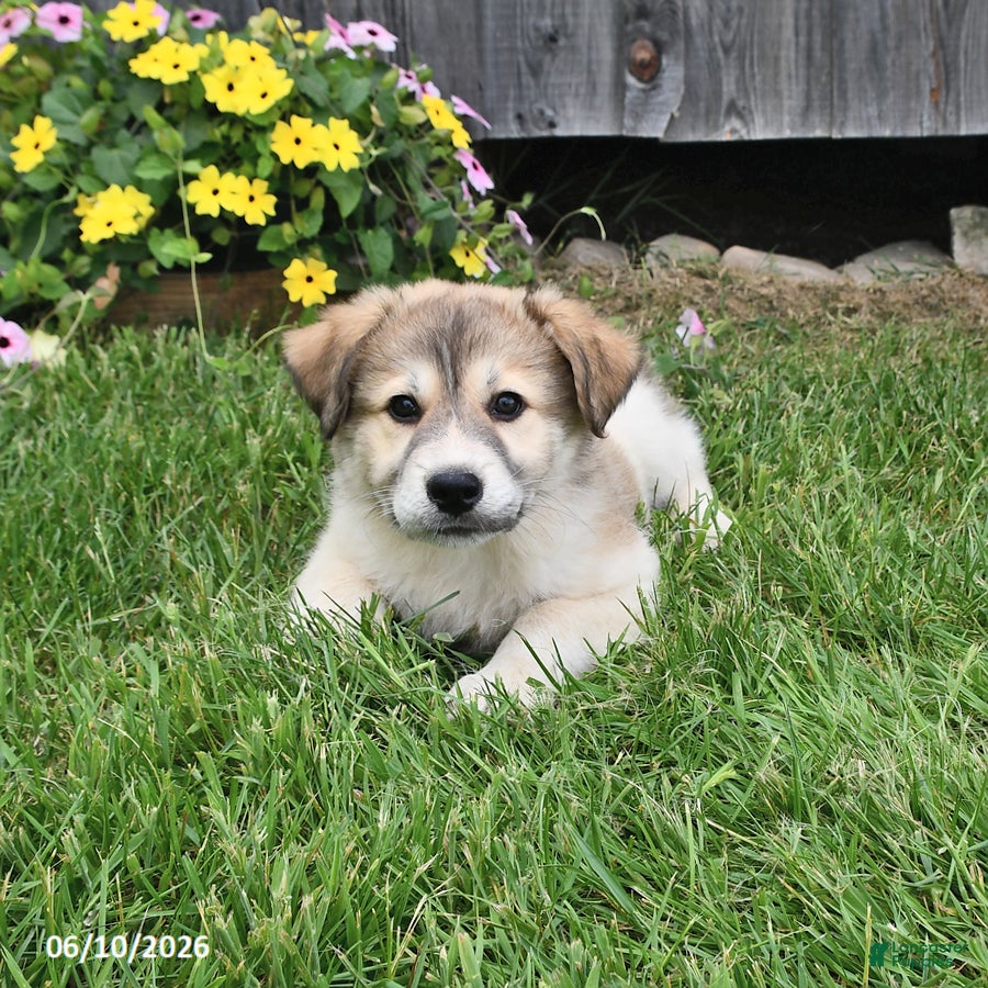 Mixed Breed dogs Callahan - Ad 2
