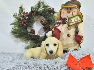 Miniature Dachshund dogs - Ad 26