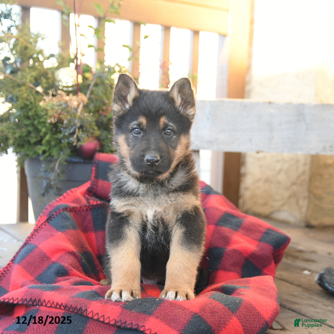 German Shepherd dogs for sale: Mack  - Ad 3