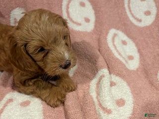 Mixed Breed dogs Mini goldendoodles - Ad 20