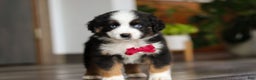 Miniature Australian Shepherd dogs for sale: Dubai - Ad 3