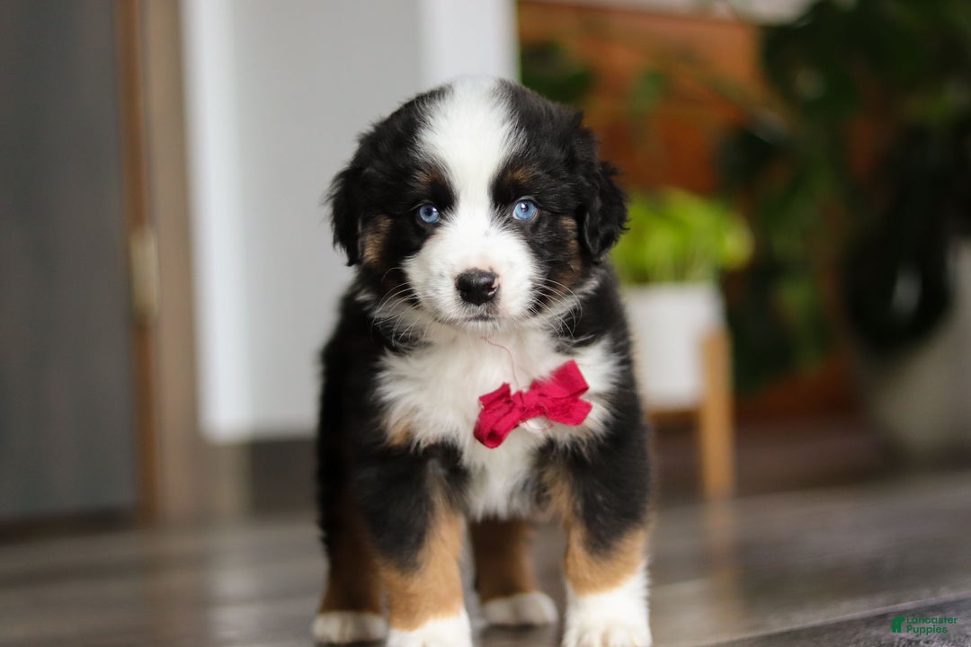 Miniature Australian Shepherd dogs for sale: Dubai - Ad 3