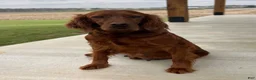 Irish Doodle dogs for sale: Charlotte  - Ad 18