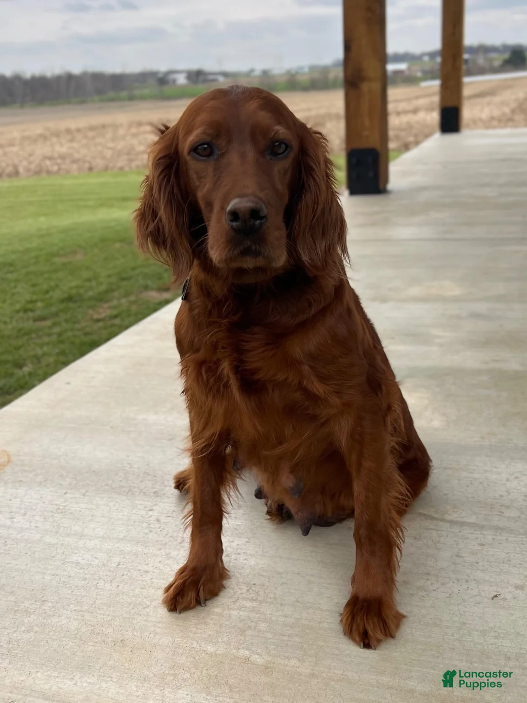 Irish Doodle dogs for sale: Charlotte  - Ad 18