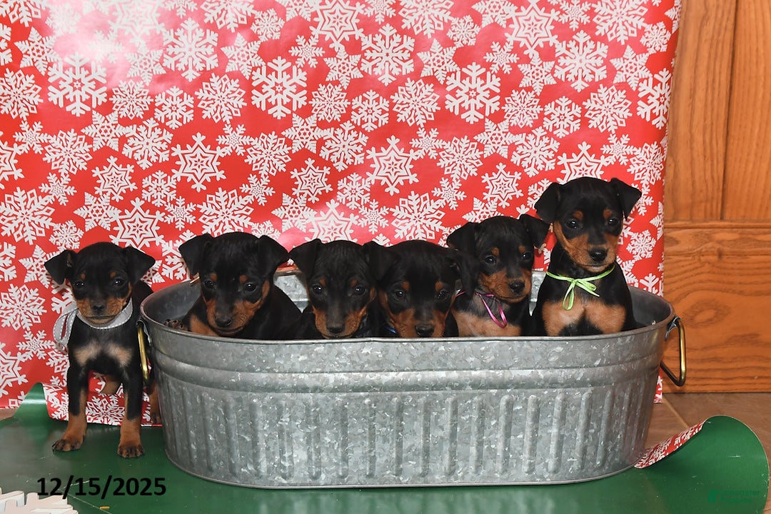 Miniature Pinscher dogs for sale: Charlotte - Ad 3