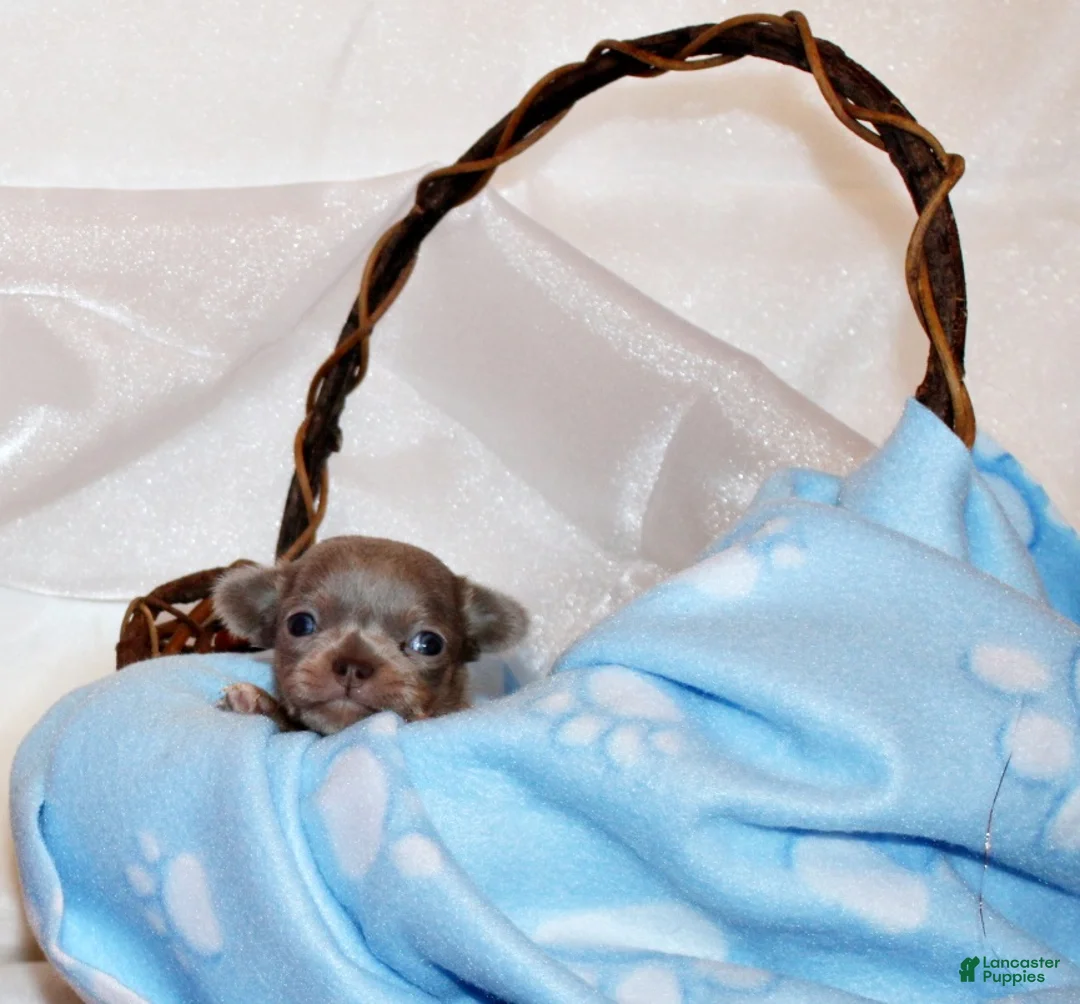 Chihuahua dogs for sale: Rafferty - Ad 3