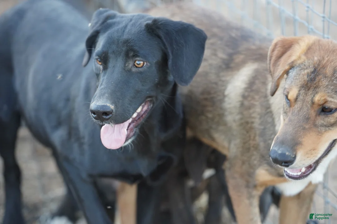 Mixed Breed dogs for sale: Jet Tiscar Farm Dog - Ad 41