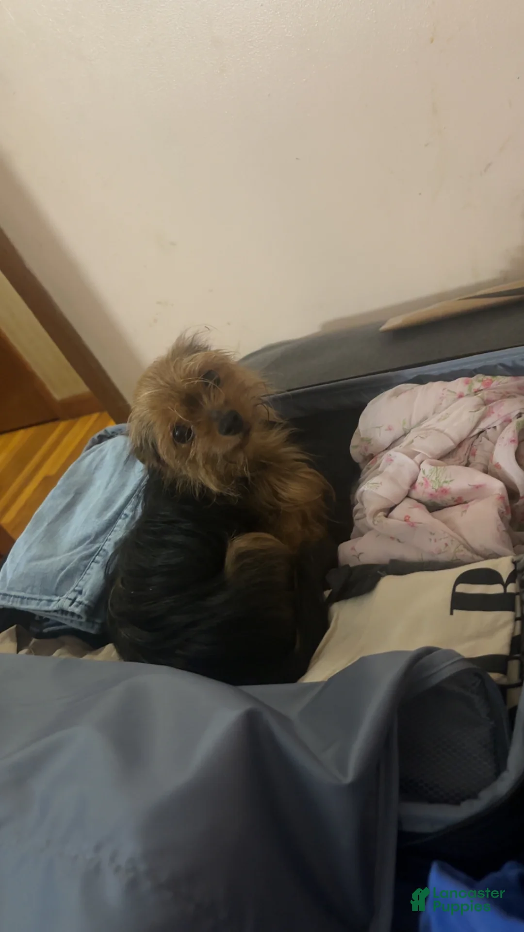 Yorkshire Terrier dogs for sale: Yorkshire Terrier Puppy 2 - Ad 2