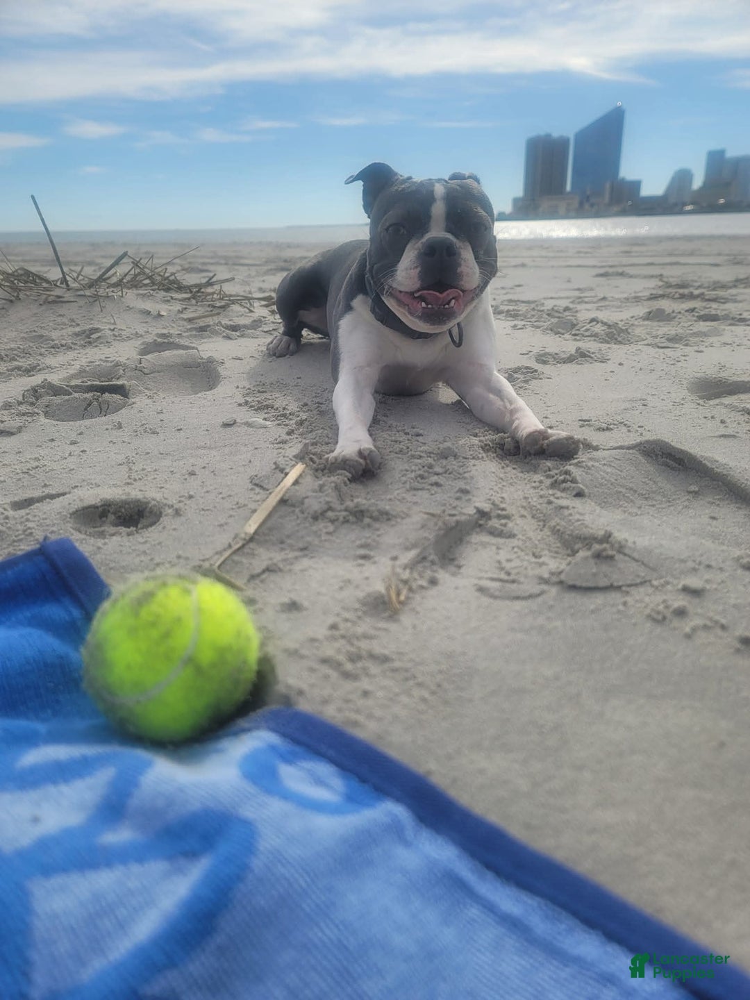 Mixed Breed dogs for sale: Mixed Breed Puppy 2 - Ad 4