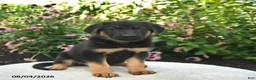 German Shepherd dogs for sale: Lucy  - Ad 4
