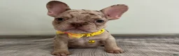 French Bulldog dogs for sale: Emma - Ad 3
