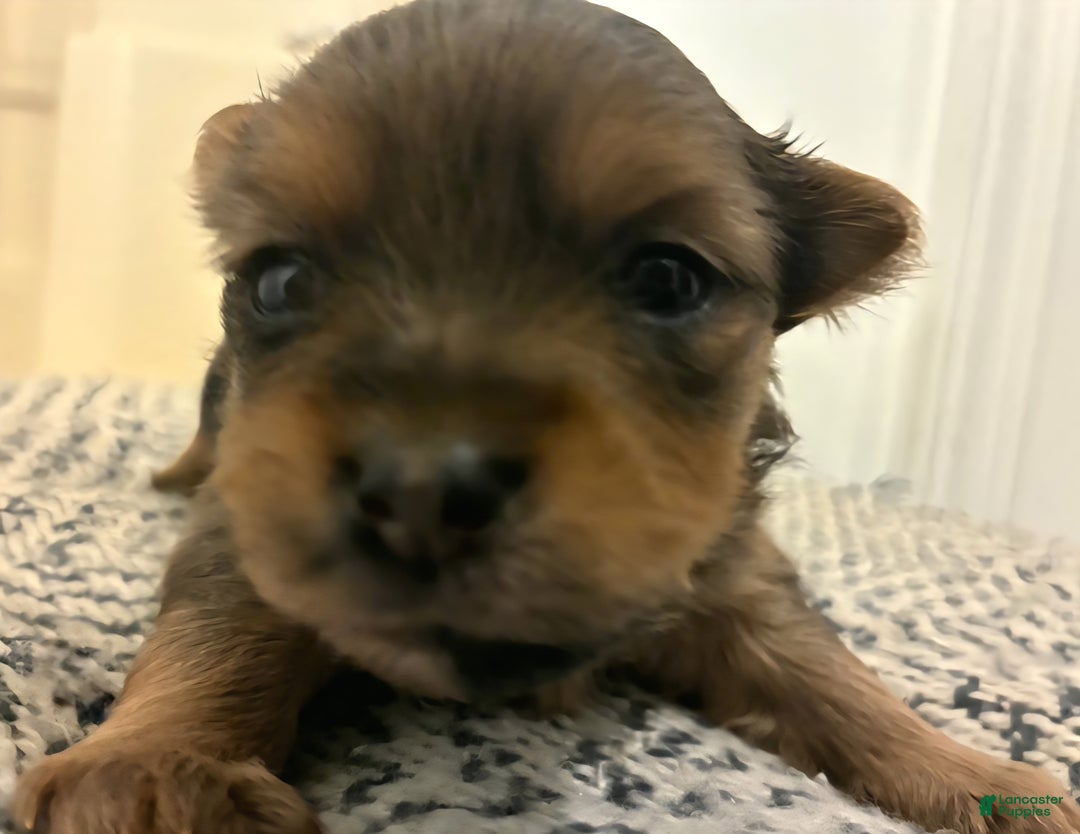 Mixed Breed dogs for sale: Bow - Ad 1