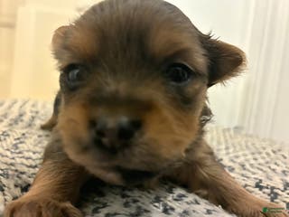 Mixed Breed dogs Bow - Ad 9