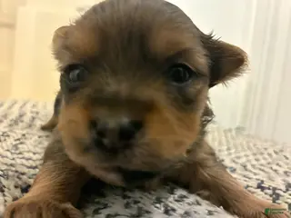 Mixed Breed dogs Bow - Ad 36