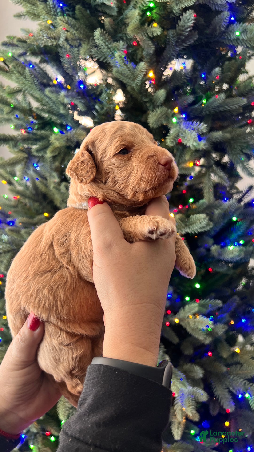 Goldendoodle dogs for sale: Grace – Apricot Medium Goldendoodle (F) – Companion Temperament Candidate - Ad 2