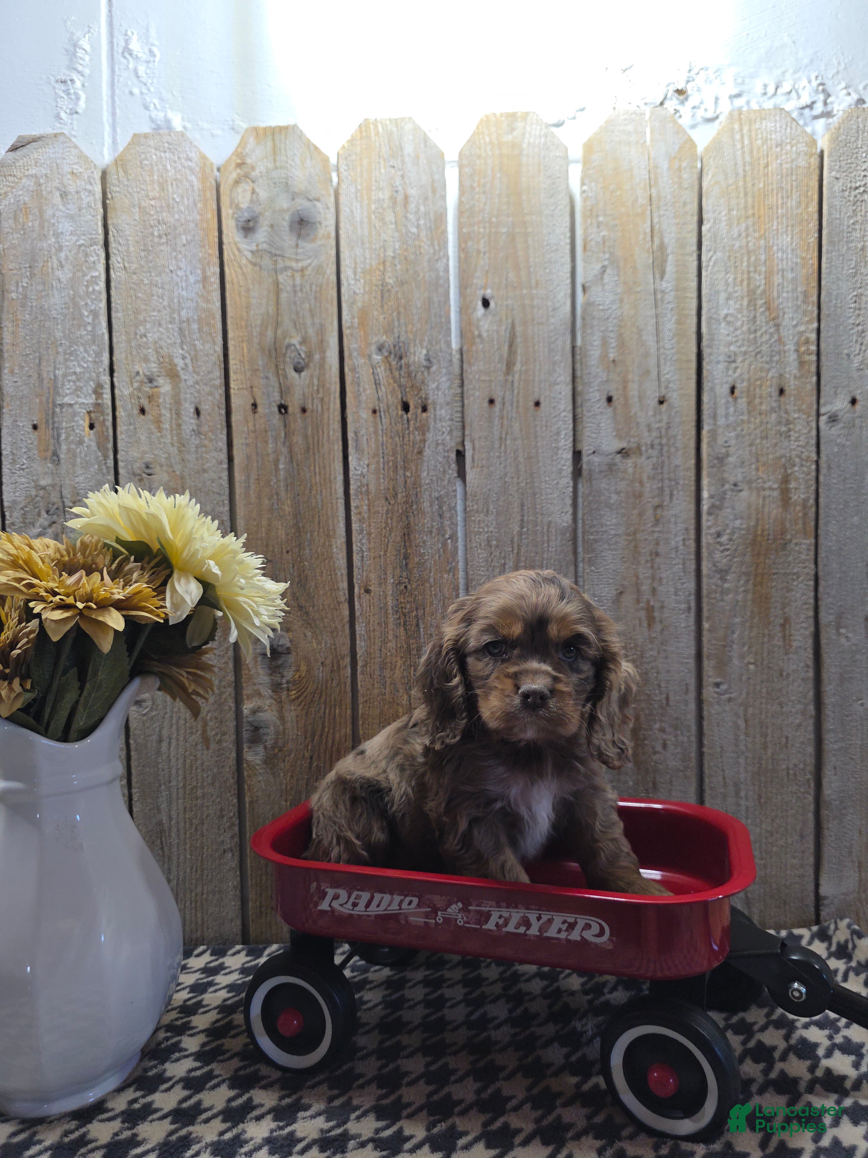 Cocker Spaniel dogs Lady - Ad 1