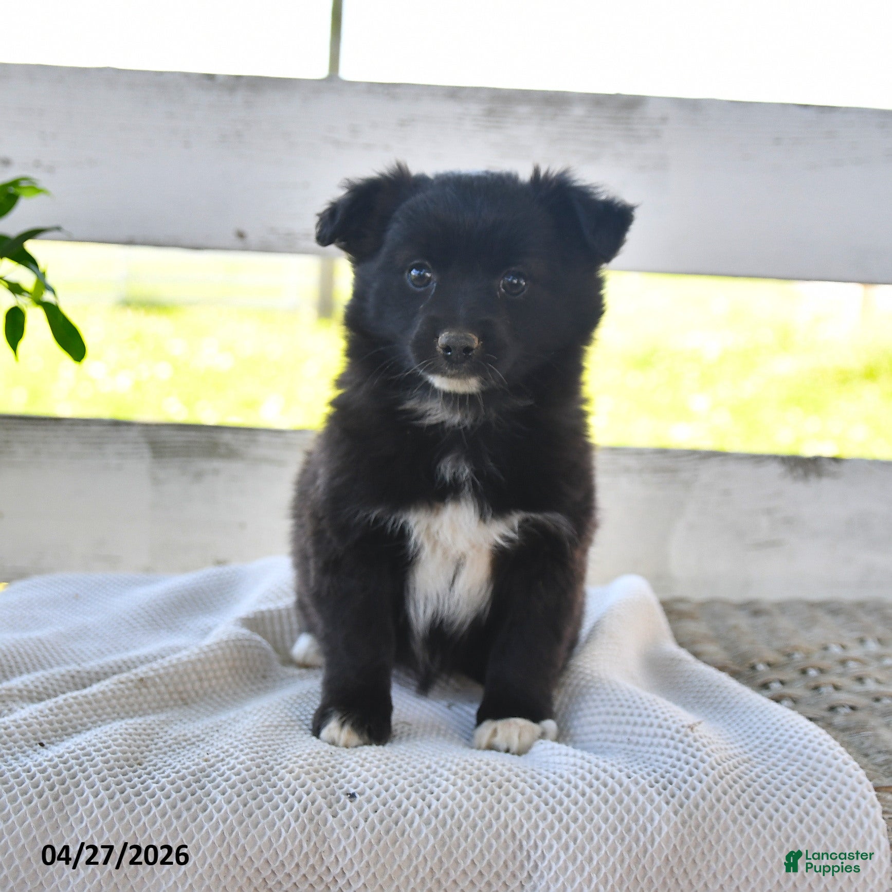 Mixed Breed dogs Crystal - Ad 2