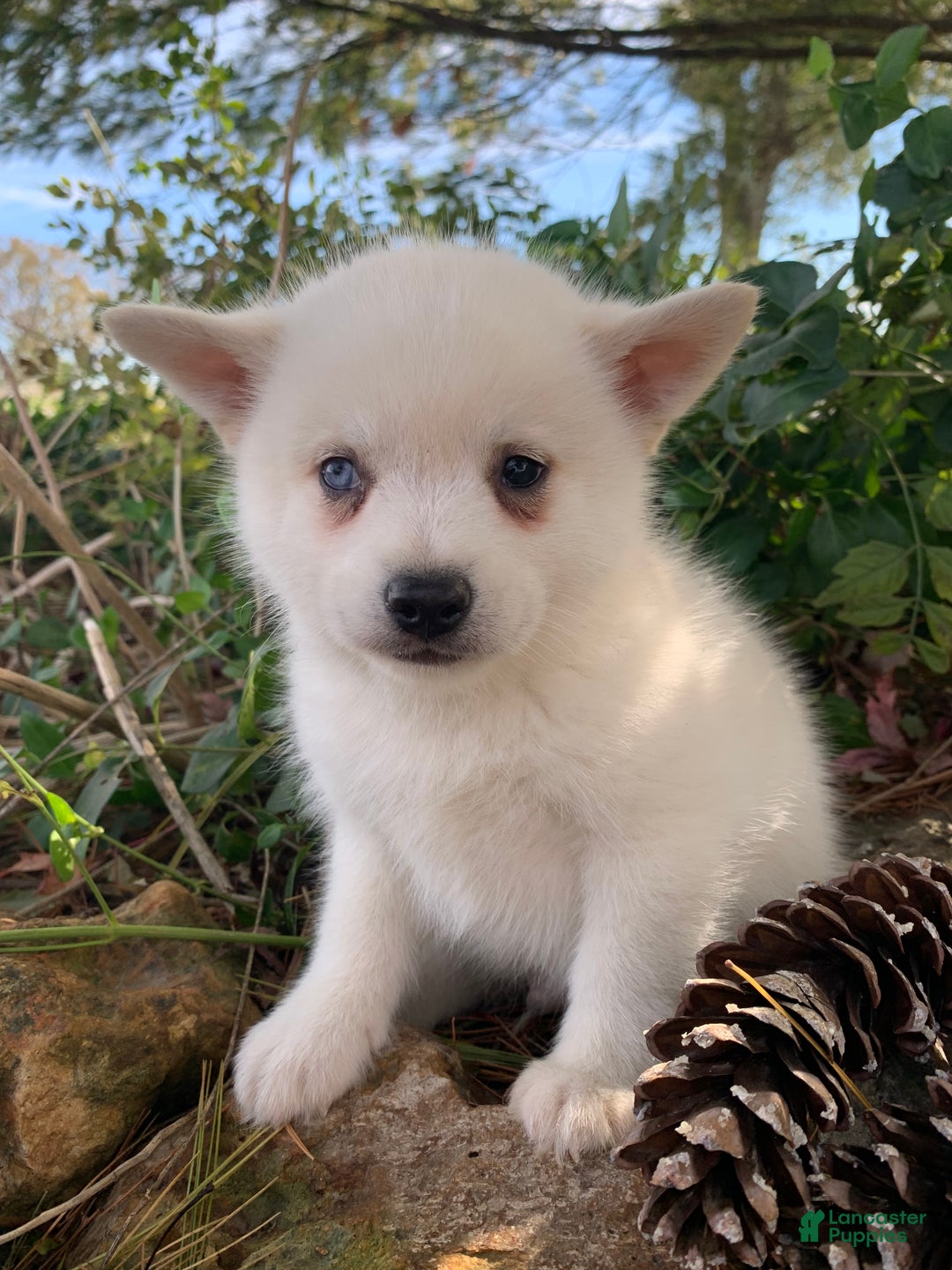 Alaskan Klee Kai dogs for sale: Sweet Trevor - Ad 7