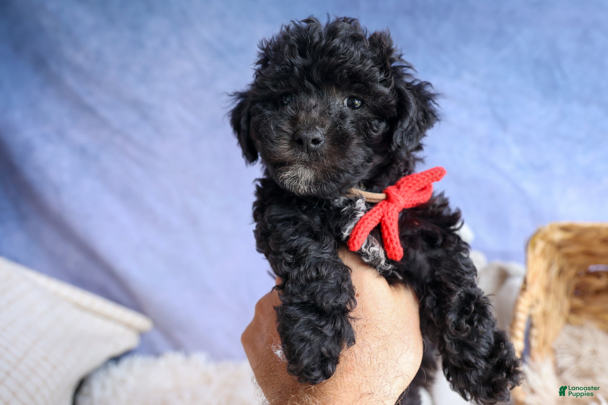 Bichpoo dogs NOEL - Ad 2