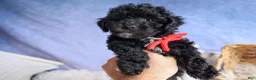 Bichpoo dogs for sale: NOEL - Ad 2