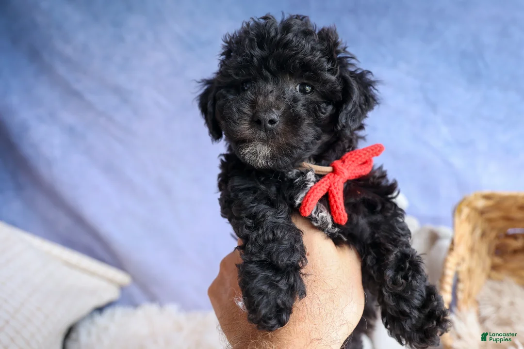 Bichpoo dogs for sale: NOEL - Ad 2