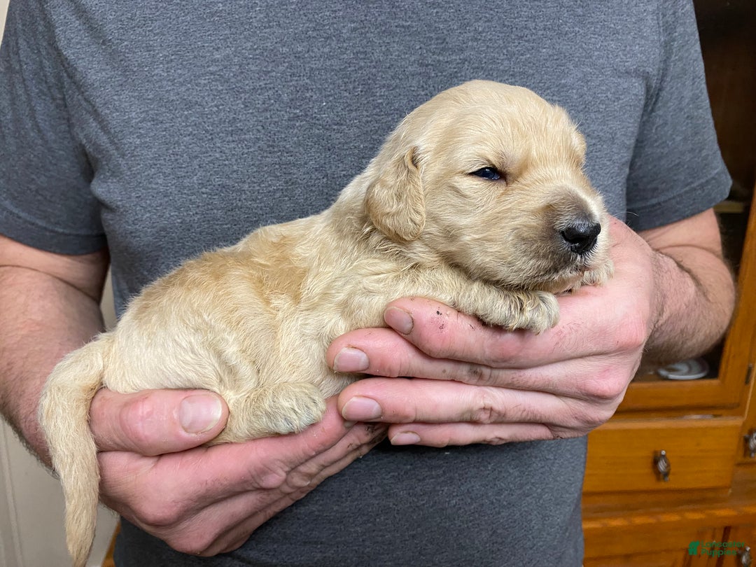 Goldendoodle dogs for sale: Goldendoodle Puppy 3 - Ad 2