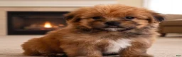 Morkie dogs for sale: Jake - Ad 3