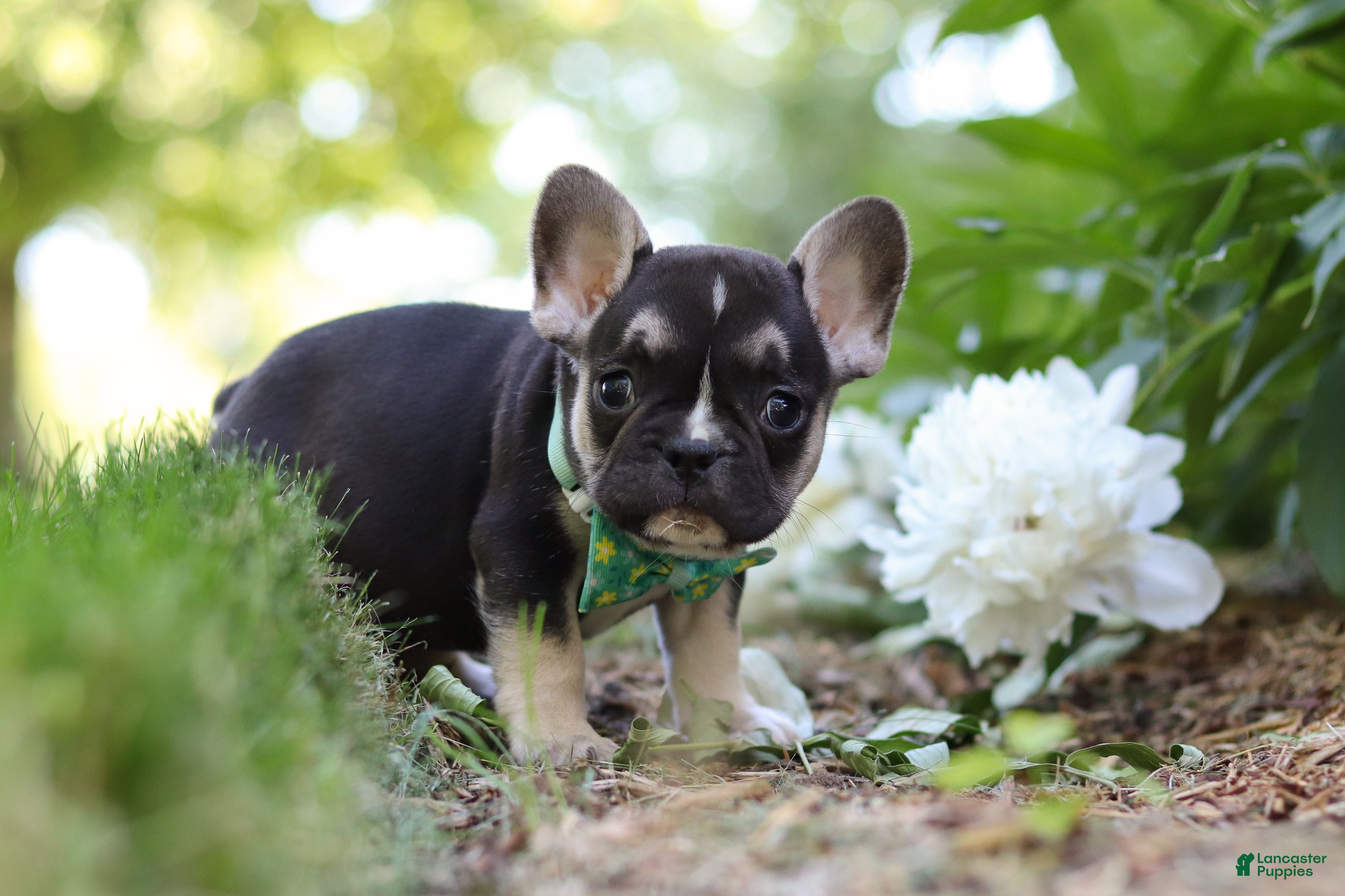French Bulldog dogs for sale: Percy - Ad 4