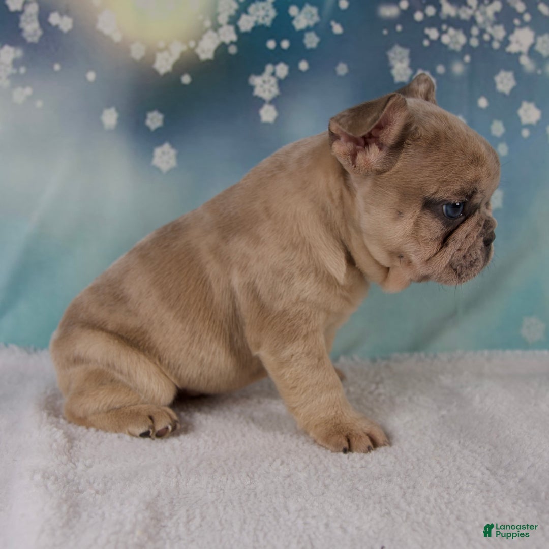 French Bulldog dogs for sale: Maverick - Ad 3