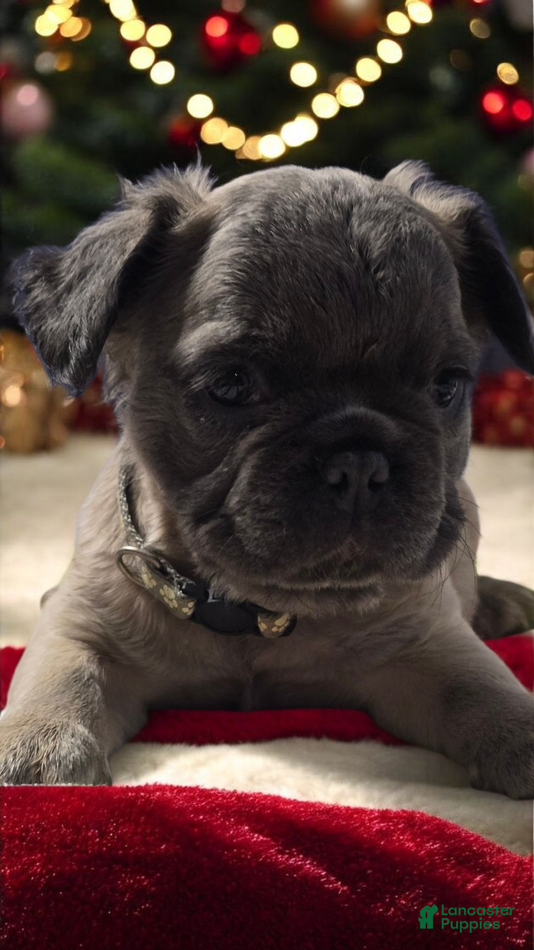 French Bulldog dogs for sale: Fluffy French Bulldog Bruno - Ad 2