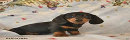 Dachshund dogs for sale: Bow - Ad 3