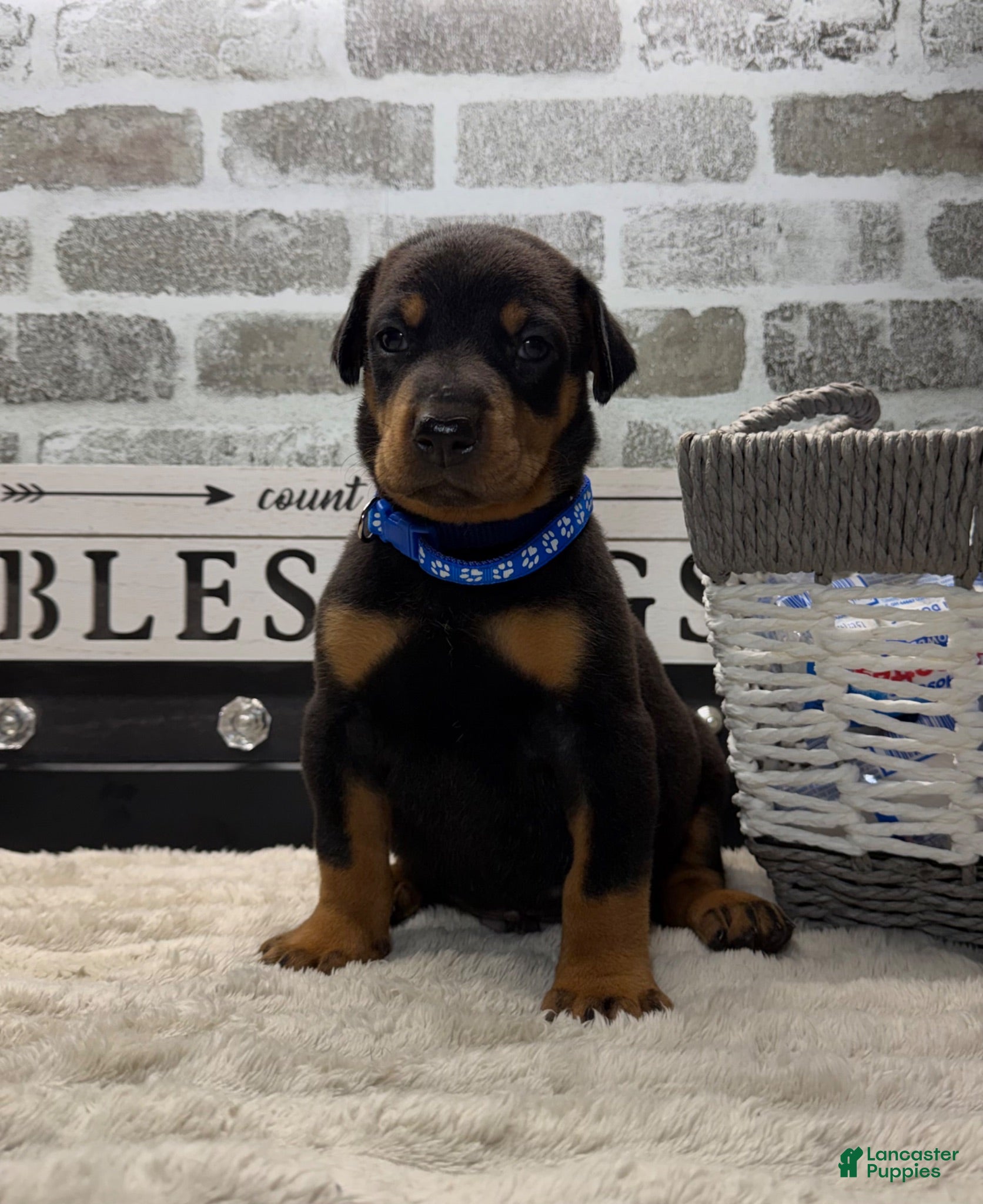 Doberman Pinscher dogs Doberman Pinscher Puppy 1 - Ad 35