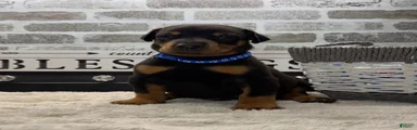 Black male blue collar 