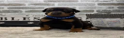 Doberman Pinscher dogs for sale: Black male blue collar  - Ad 1