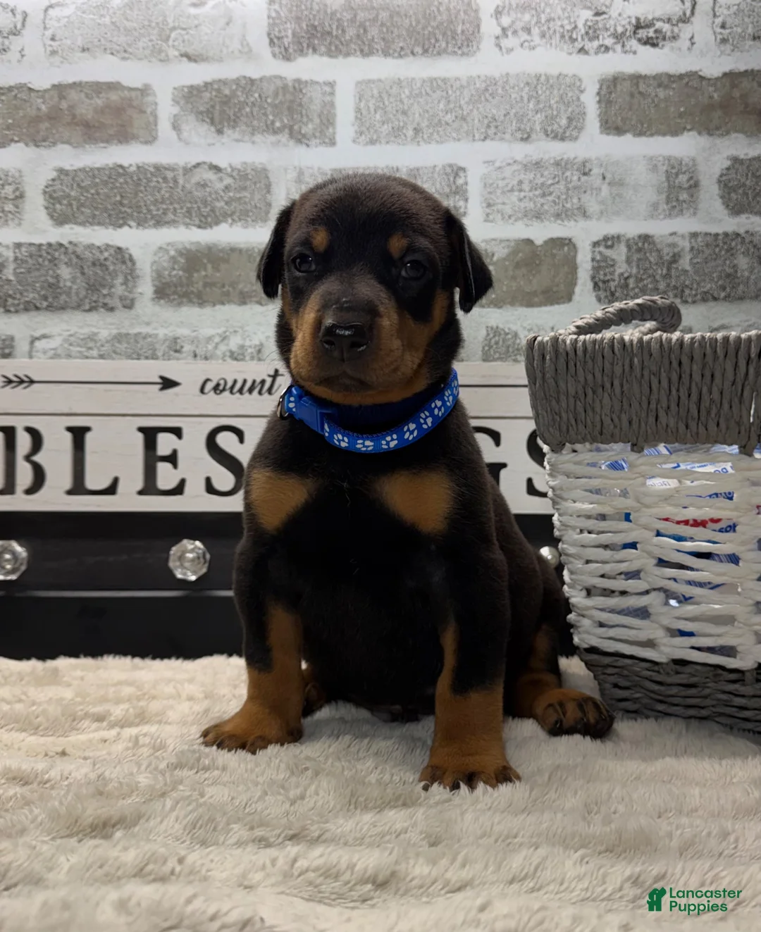 Doberman Pinscher dogs for sale: Black male blue collar  - Ad 1